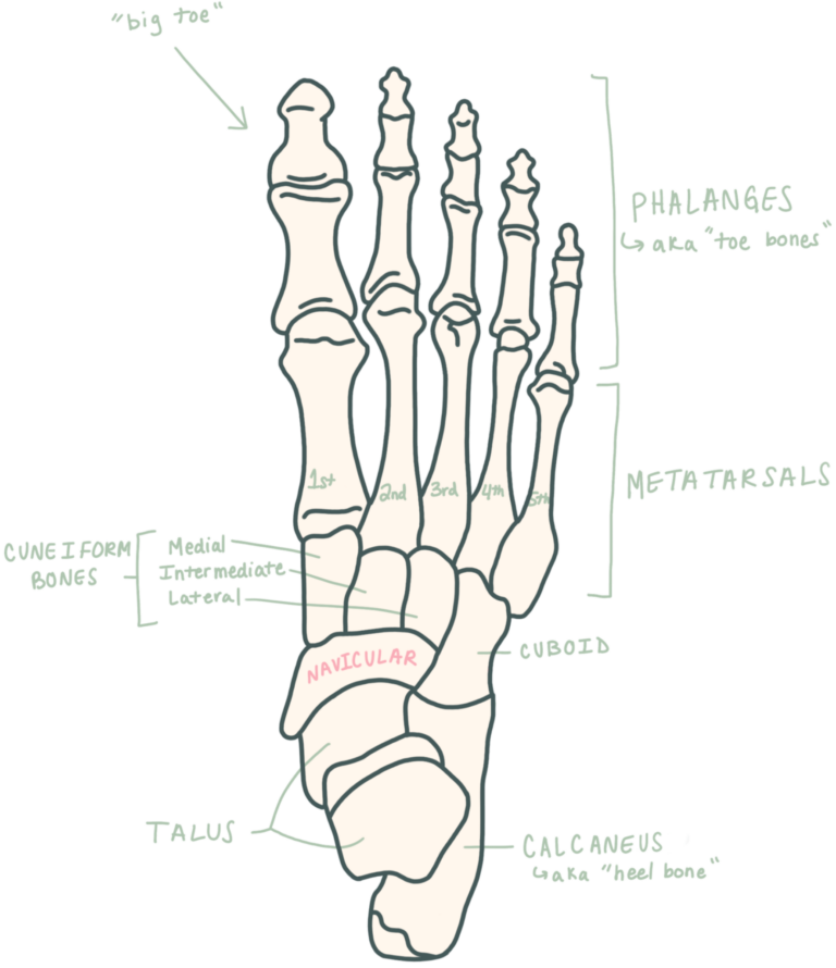 The Dancer’s Guide to Foot Arches - Baseline Dance